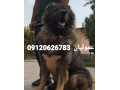 Icon for فروش استثنایی سگ قفقازی کوهستانی و قفقازی دورگه