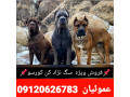 آگهی فروش سگ کن کورسو تضمین اصالت و سگ نگهبان