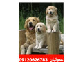 Icon for فروش سگ گلدن رتریور فوق العاده اصیل  از پدر و مادر وارداتی شجره دار