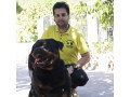 فروش سگ روتوایلر وارداتی پرونده پزشکی تکمیل - پرونده هوشمند