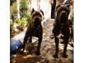 فروش سگ پیت بول تریر، قلدر آمریکایی - تریر در تهران