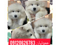 فروش سگ سامویید، با ظاهری زیبا و اصیل  - ظاهری شیک