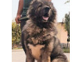 فروش تخصصی انواع سگ قفقازی شاه پسند - خوش پسند