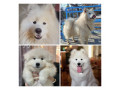 فروش سگ سامویید، با ظاهری زیبا و اصیل  - شکل ظاهری سفته