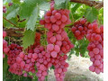 تولید و فروش بهترین انواع نهال میوه و زینتی در نهالستان آذربایجان - آذربایجان