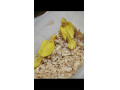  فروش طوطی ملنگو  - طوطی برزیلی با جوجه