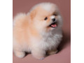 Icon for فروش سگ های آپارتمانی جیبی  بی صدا  اصیل و نژاد دار 