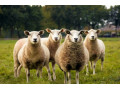 گوسفند زنده - گوسفند