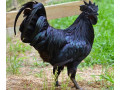 خروس سیاه محلی - خروس نژاد دار