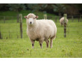 Icon for خرید گوسفند زنده در تهران