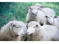 Icon for گوسفند زنده