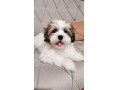 Icon for سگ شیتزو سوپر فلت ۶ ماهه نر
