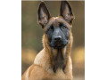 Icon for قیمت توله سگ مالینویز ، فروش سگ مالینویز پلیسی