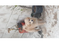 توله پامر اشپیتز - سگ پامر