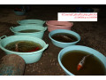 Icon for فروش انواع ماهی های کوی در سایزهای مختلف مولد مرکز پرورش ماهی کوی کشور  