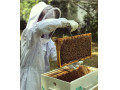 دوره آموزشی پرورش زنبورعسل - طرح زنبورعسل