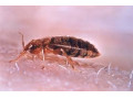 سم پاشی حشرات در ارومیه - نیش حشرات