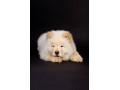 Icon for فروش توله سگ چاوچاو سفید 