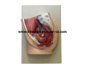 مولاژ لگن زن (اندام تناسلی) - اندام مصنوعی