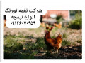 قیمت نیمچه مرغ محلی تخمگذار بومی - طیور - نیمچه خروس