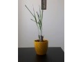 فروش لمن گراس به صورت گلدانی و ریشه لخت - ریشه های گیاهان