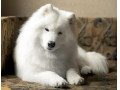توله سگ ساموید سفید و باهوش 