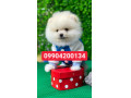Icon for فروش  توله سگ های سایز ریز عروسکی آپارتمانی سگ فنجونی سگ جیبی 