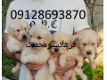 Icon for فروش سگ گلدن رتریور اصیل طلایی در تهران و کرج