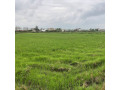 فروش زمین زراعی برنج به مساحت 1 هکتار در گیلان - مساحت