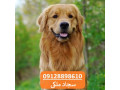 Icon for فروش فوق العاده سگ - روتوایلر حرفه ای و اصیل