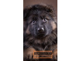 فروش فوق العاده سگ-ژرمن شولاین موبلند حرفه ای اصیل