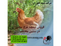 فروش جوجه نیمچه مرغ و خروس - فروش طیور - استان تهران - خروس محلی