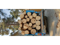 Icon for خریدار چوب خریدار درخت برش هرس کف بری چنار کاج هیزمی صنعتی 