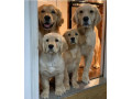 Icon for فروش سگ گلدن رتریور(سگ پرستار) در رنگها و کیفیت متنوع 