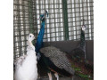 فروش تخم نطفه دار طاووس در 4 نژاد مختلف - طاووس تخم گذار