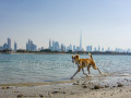 Icon for Animal Supply United Arab Emirates