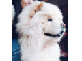 فروش سگ چاو چاو در معتبرترین پانسیون ایران - پانسیون دخترانه با مجوز