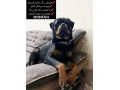 Icon for  📢🐕فروش سگ نژاد رتوایلر اروپایی آلمانی پوزه دلقکی و امریکن اصیل با کیفیت فوق العاده