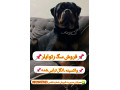 Icon for فروش سگ‌های رتوایلر آمریکن و اروپایی آلمانی پوزه دلقکی 