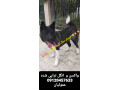 فروش  توله سگ آکیتا آمریکایی از ۵۰ روزه تا بالغ   