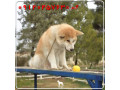 پرورش و فروش سگ آکیتا ژاپنی اصیل - سگ قفقازی اصیل