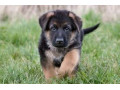 Icon for سگ های نگهبان و باهوش ژرمن برای فروش 