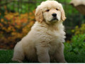 Icon for سگ های گلدن رتریور زیبا برای فروش