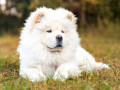 سگ های سامویید زیبا و دوست داشتنی برای فروش  - دوست یابی بدون نیاز به ثبت نام