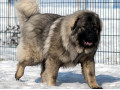 Icon for سگ قفقازی برای نگهبانی 