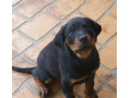 Icon for فروش سگ روتوایلر اروپایی یا آلمانی ، پوزه دلقکی 