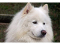 Icon for فروش سگ ساموید سفید _ قیمت ساموید