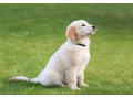 گولدن باهوش سفید - سگ اصیل - فروش گلدن رتریور