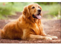 Icon for سگ های روتوایلر برای فروش 