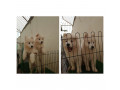 فرووووووش سگ سامویید گوگولی پشمالو🤩 - عکس سگ های پشمالو